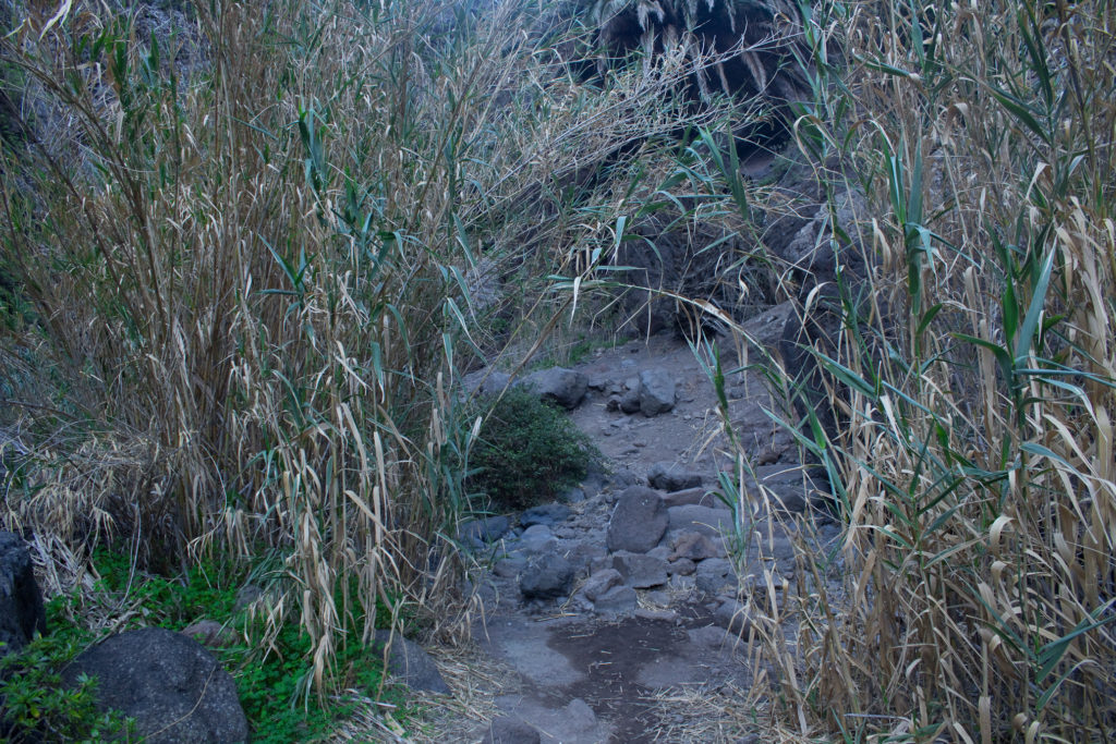 tenerife (58)