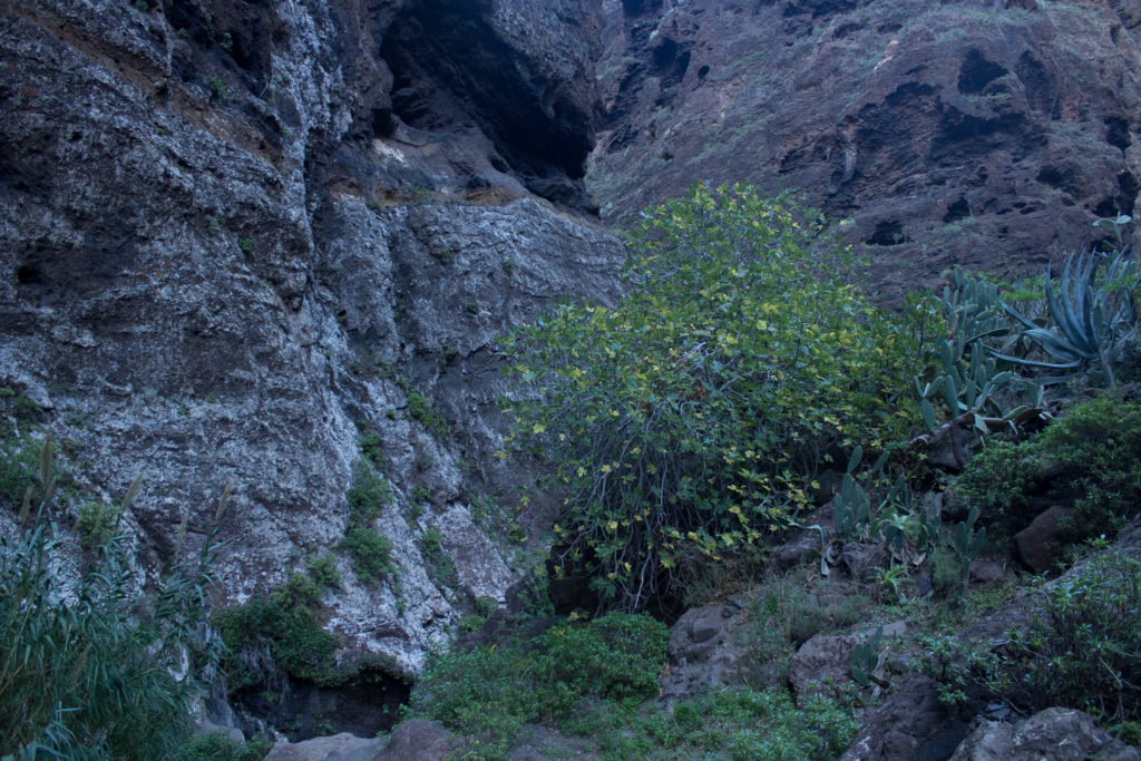 tenerife (59)
