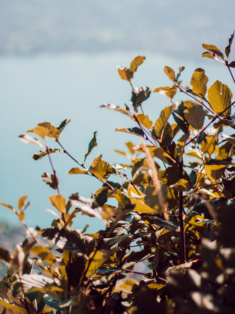 La belle annecy-64