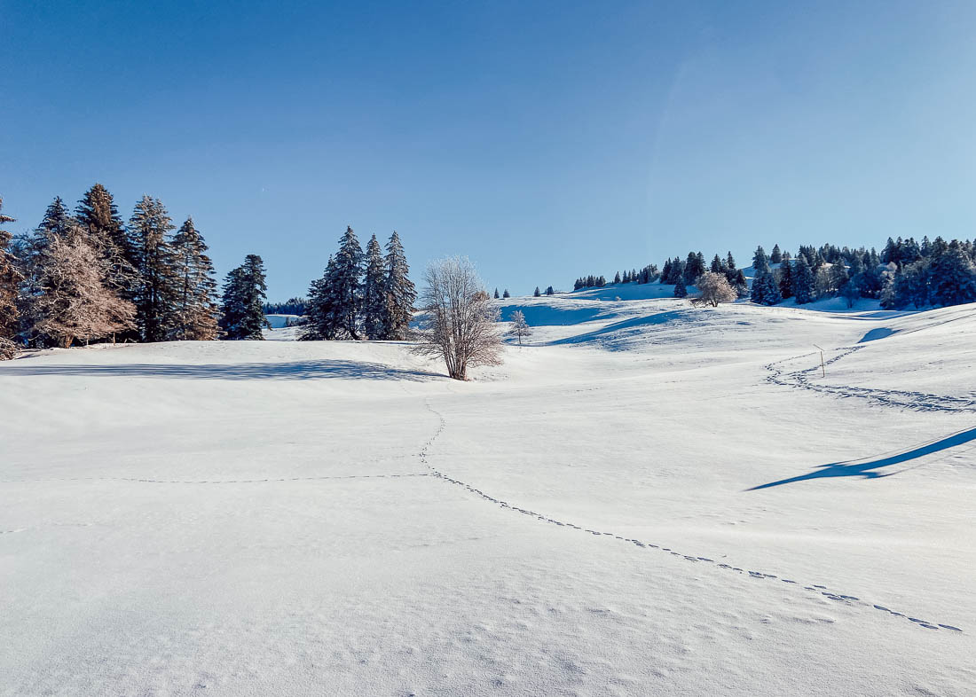 pays de gex - ski de fond à la vattay-13