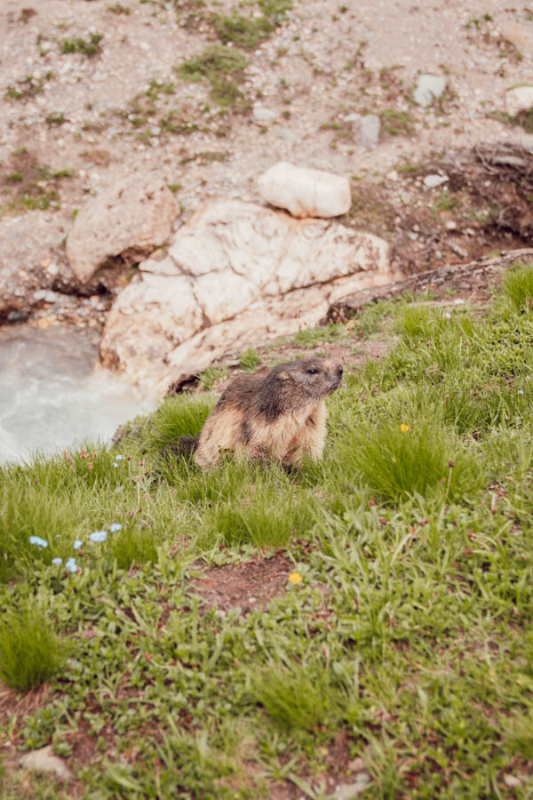 Cet article te présente les plus belles randonnées de Maurienne, des sentiers offrant des panoramas époustouflants et des expériences inoubliables au cœur des Alpes. Des itinéraires accessibles à tous niveaux te feront découvrir des lacs cristallins, des sommets majestueux et des refuges accueillants. Prépare tes chaussures de randonnée et pars à l'aventure dans cette région encore préservée du tourisme de masse!