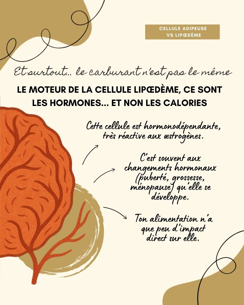 Le lipoedème est une maladie chronique qui provoque une accumulation anormale et symétrique de graisse, le plus souvent sur les jambes et parfois les bras, sans toucher les mains ni les pieds. Contrairement à une prise de poids classique, cette graisse est douloureuse, résistante aux régimes et influencée par les hormones, en particulier lors de la puberté, de la grossesse ou de la ménopause. Souvent confondu avec de l’obésité ou de la cellulite, le lipœdème est pourtant une pathologie à part entière qui nécessite un diagnostic et une prise en charge adaptés.