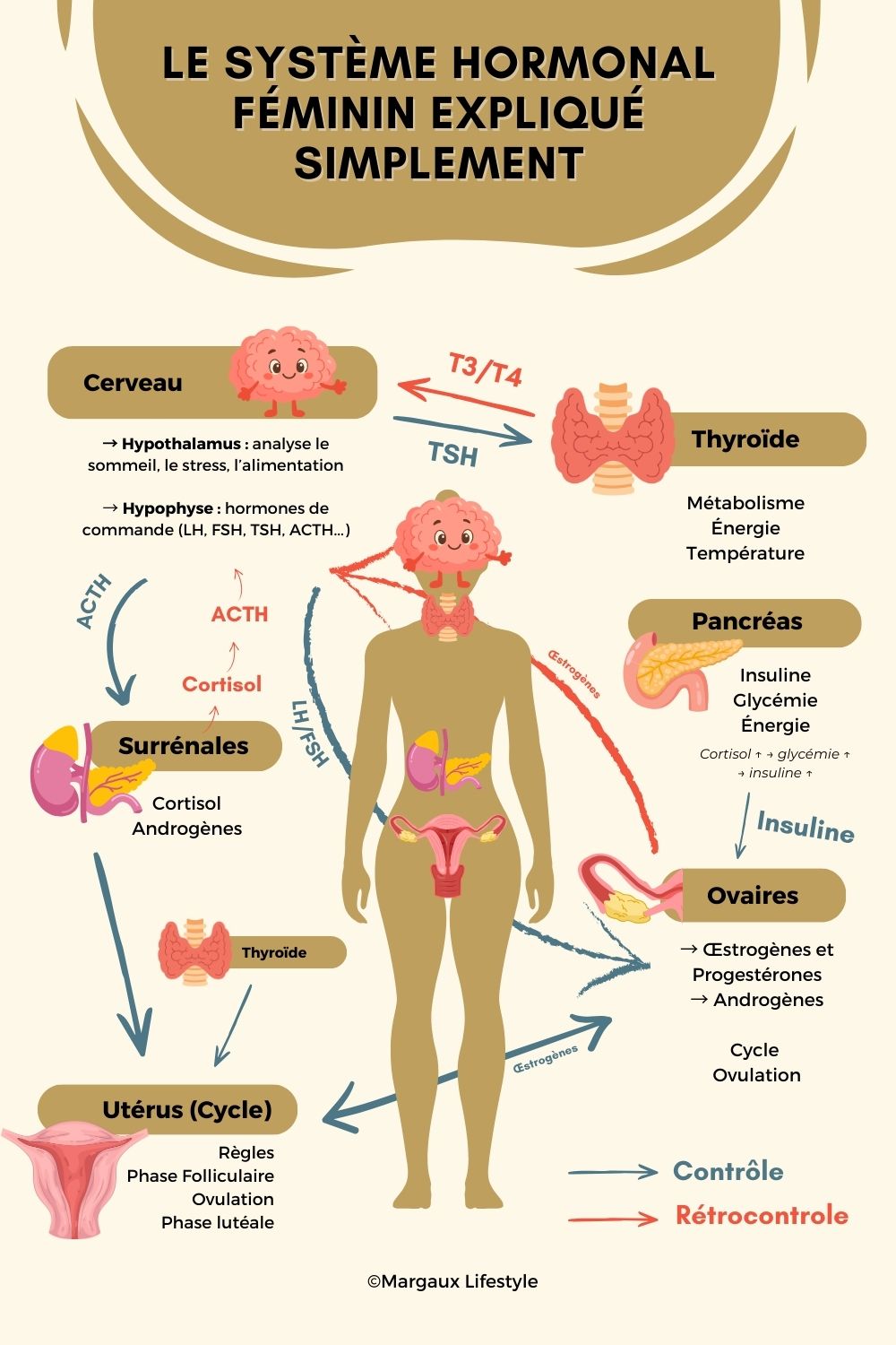 Les perturbateurs endocriniens sont des substances capables d’interagir avec le système hormonal. Lorsqu’on vit avec un SOPK, un lipœdème ou un autre trouble hormonal, il est légitime de s’interroger sur leur impact potentiel. Voici ce que disent réellement les études scientifiques, sans alarmisme et avec des conseils concrets pour réduire ton exposition au quotidien.