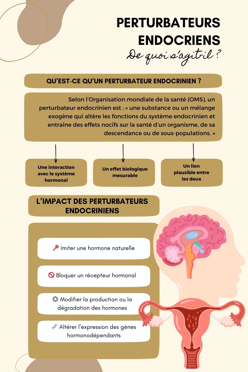 Les perturbateurs endocriniens sont des substances capables d’interagir avec le système hormonal. Lorsqu’on vit avec un SOPK, un lipœdème ou un autre trouble hormonal, il est légitime de s’interroger sur leur impact potentiel. Voici ce que disent réellement les études scientifiques, sans alarmisme et avec des conseils concrets pour réduire ton exposition au quotidien.